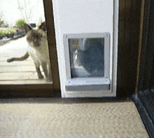 犬猫ドア動画